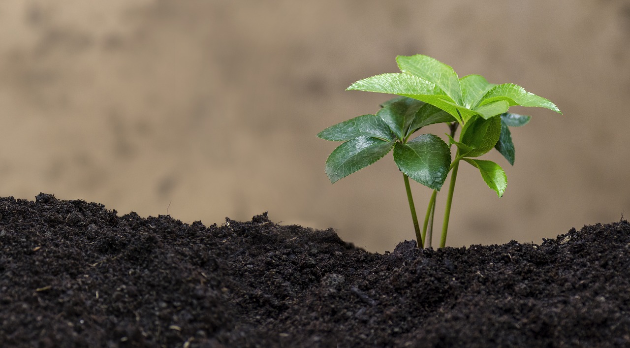 Image - green plant bio ecology nature eco
