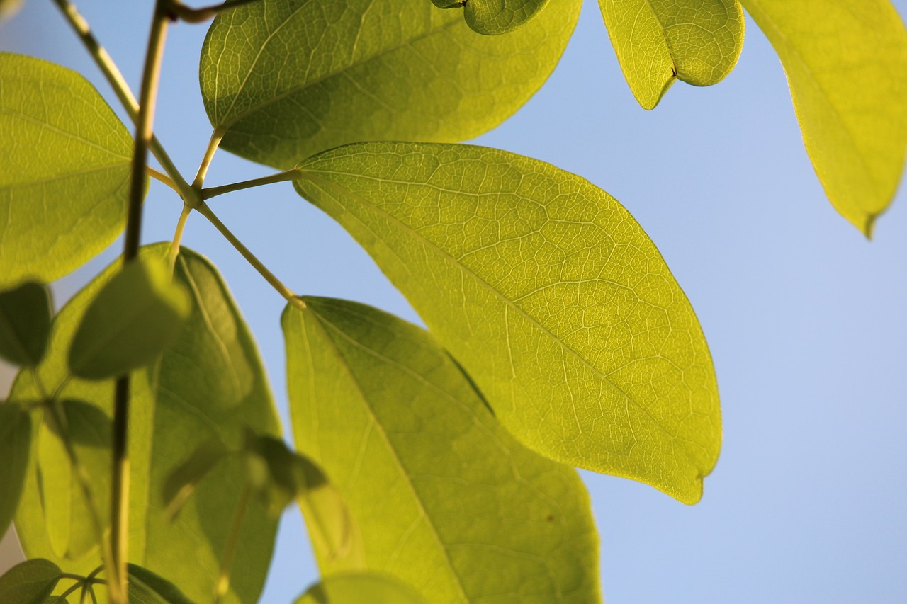 Image - leaves green grain green leaf