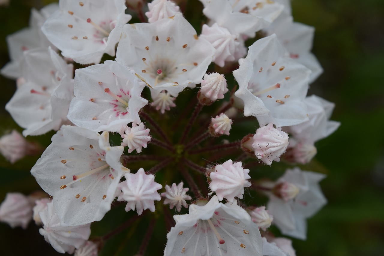 Image - kalmia latifolia elf flower white