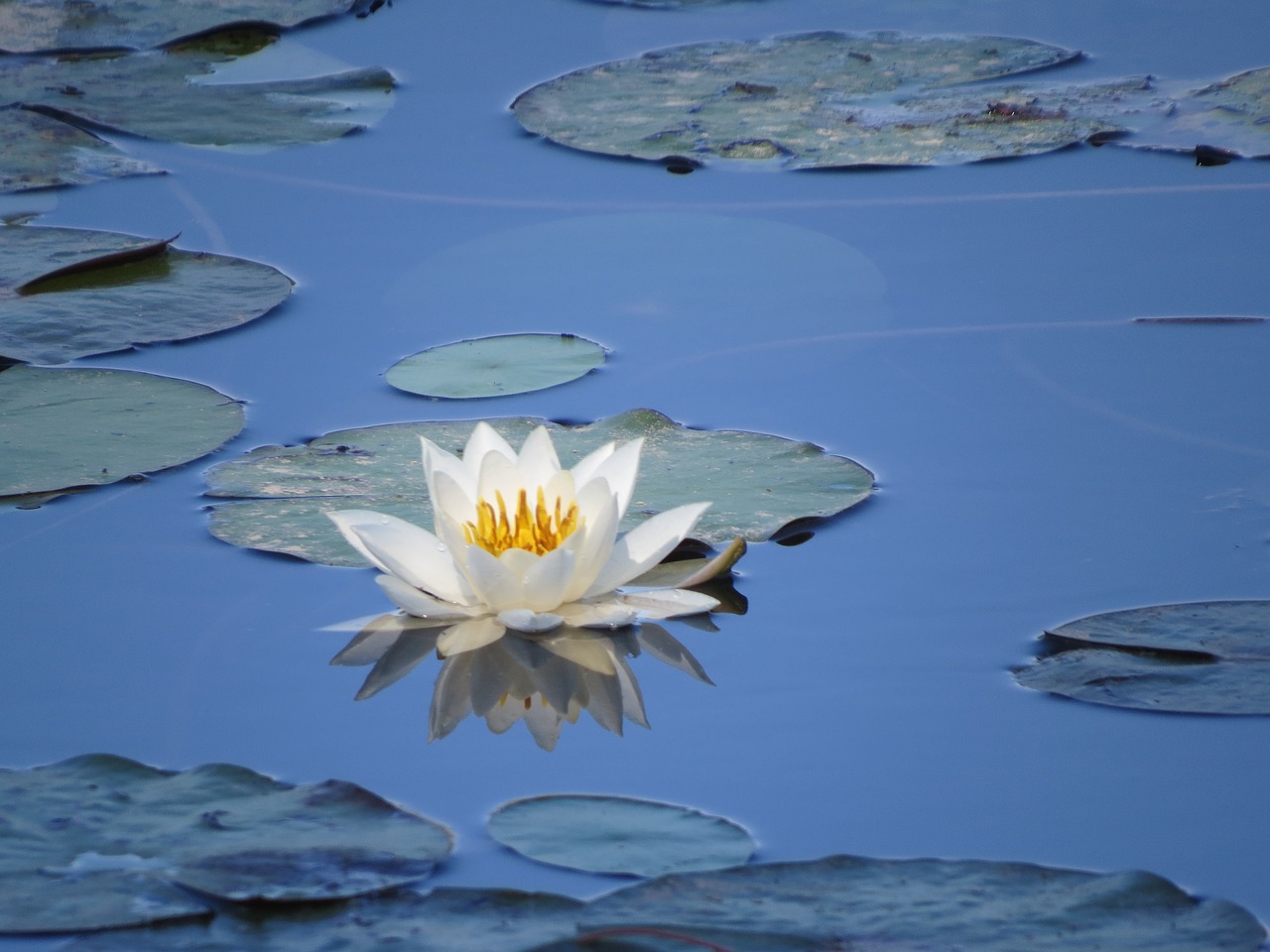 Image - water flower lilly pad water green