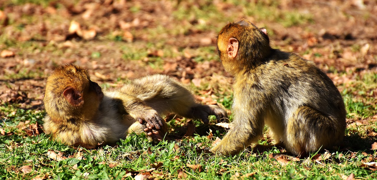 Image - berber monkeys play cute