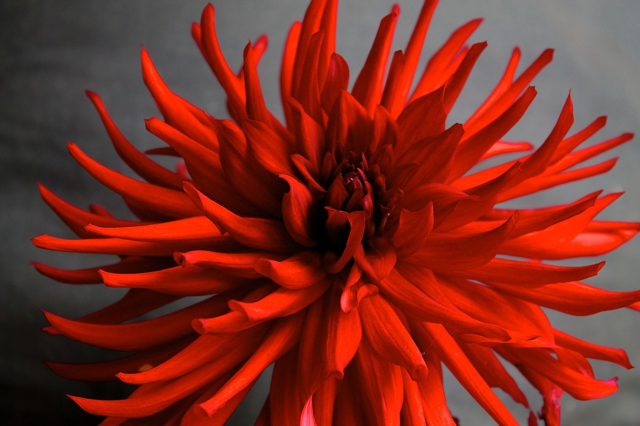 Image - dahlia flower arabian night red