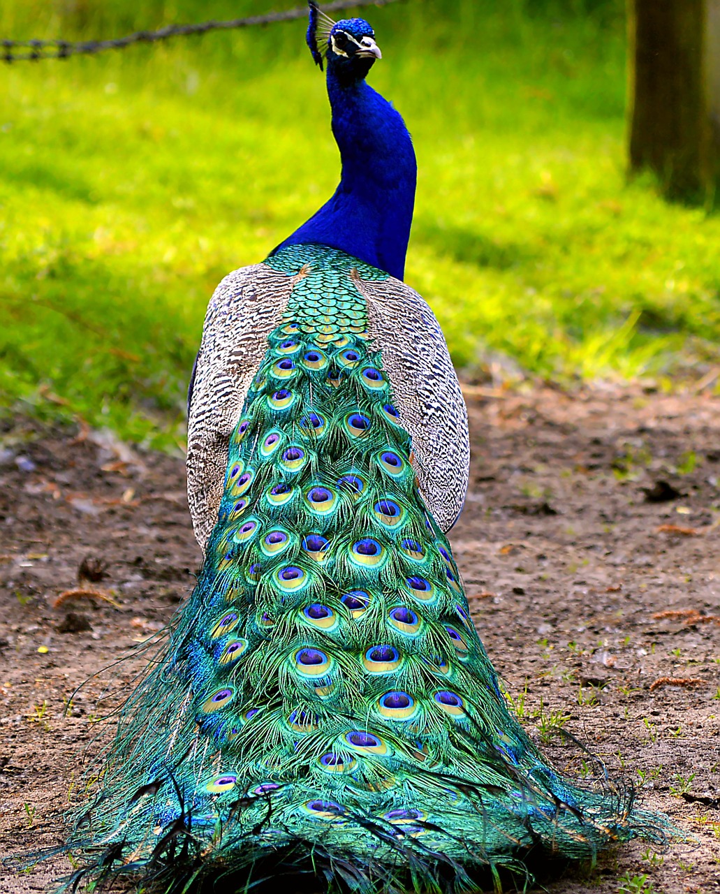 Image - peacock colorful feather blue