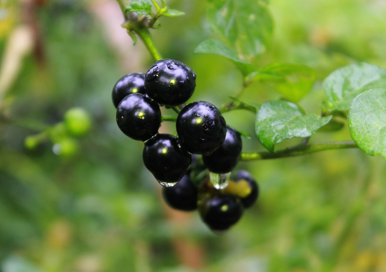 Image - black nightshade plant vegetable