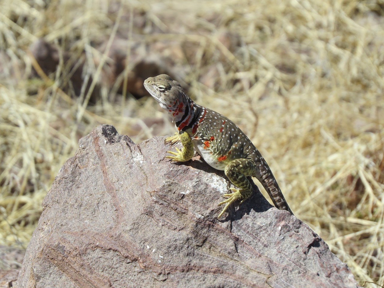 Image - lizard reptile colorful wild