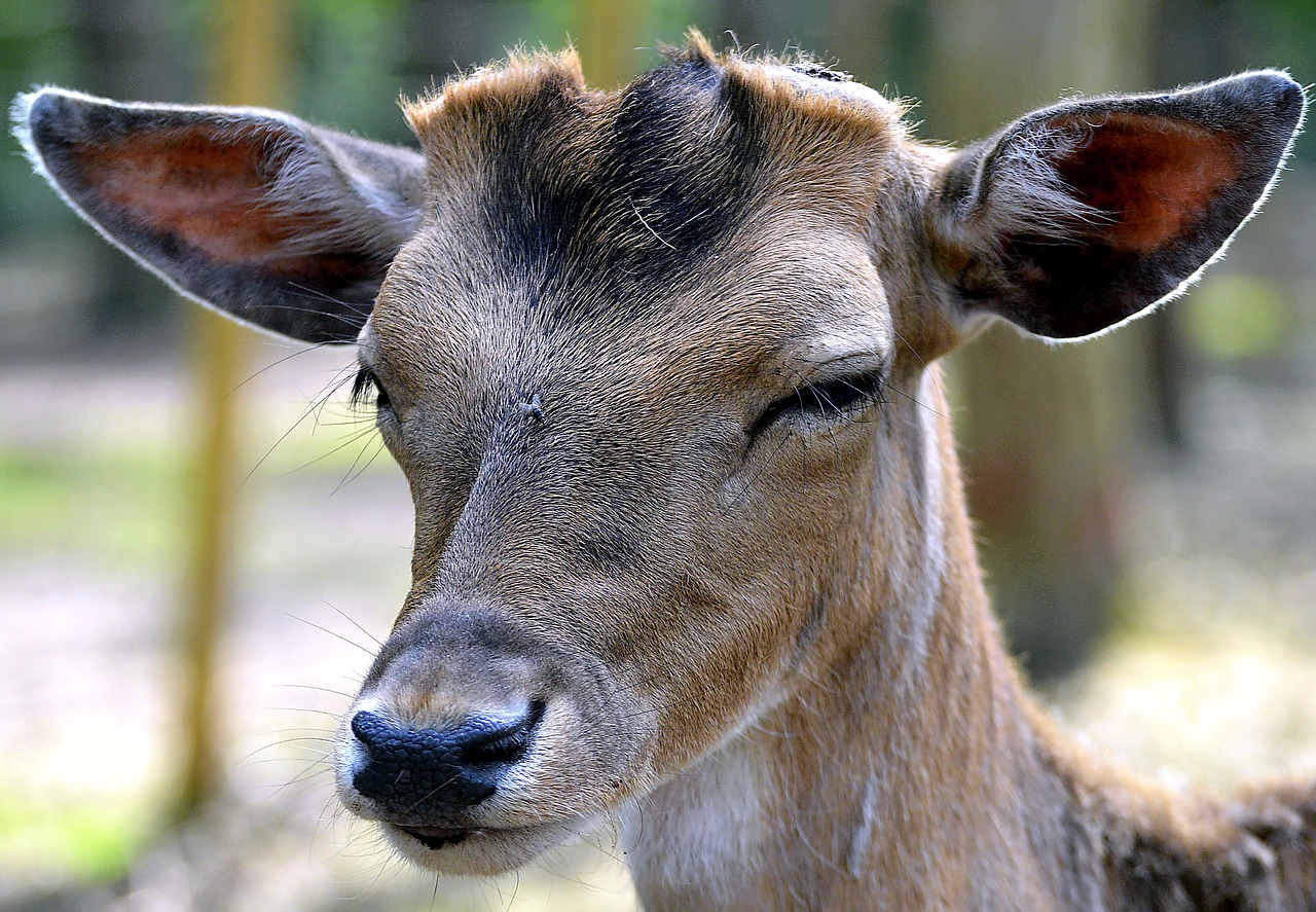 Image - fallow deer nose fenced wild