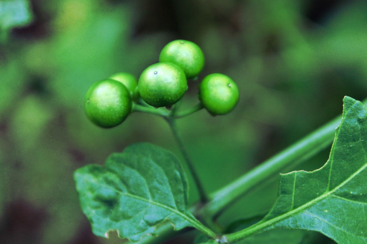 Image - black nightshade plant vegetable
