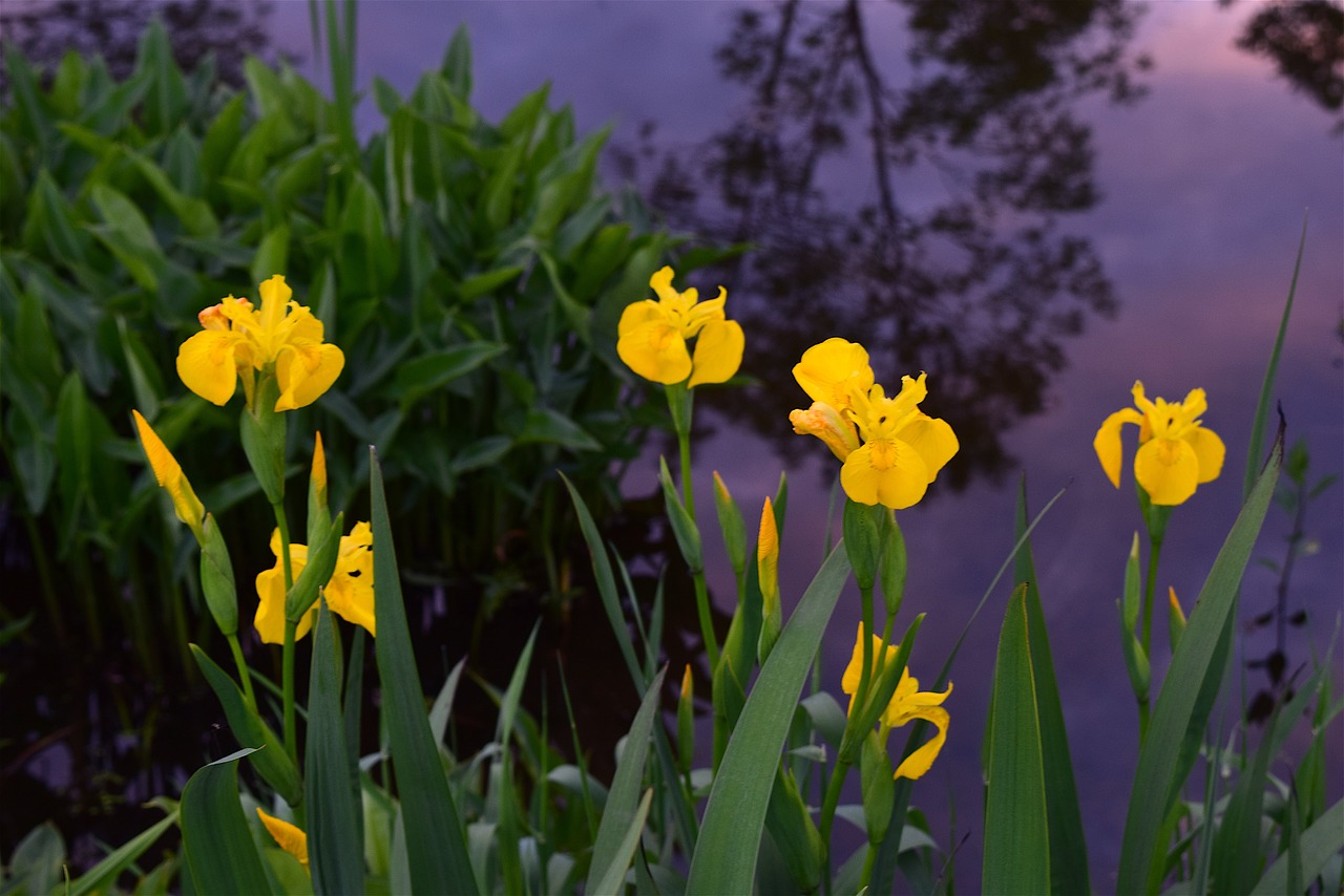 Image - yellow irises flowers spring bloom