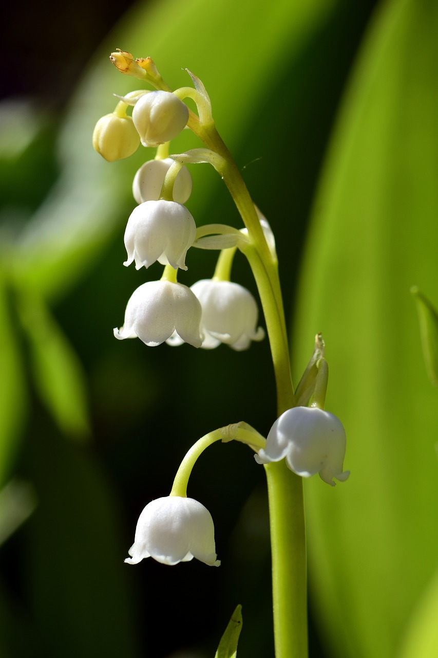 Image - may lily of the valley spring white