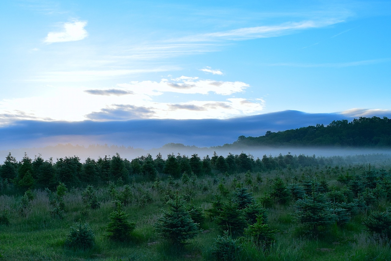 Image - field mist morning sunrise