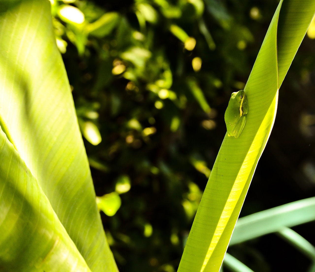 Image - tree frog banana tree summer