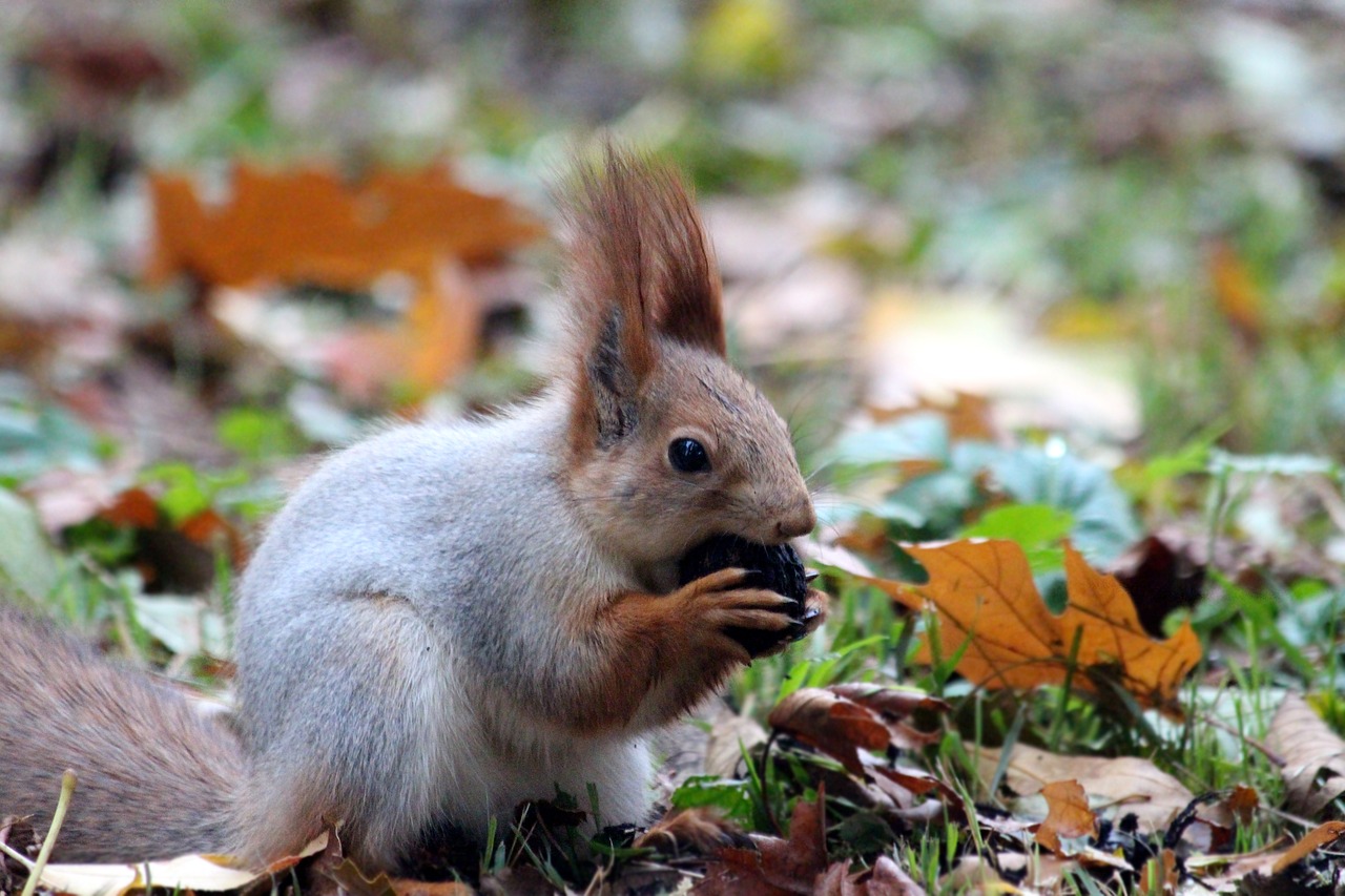 Image - red squirrel nibbles squirrel