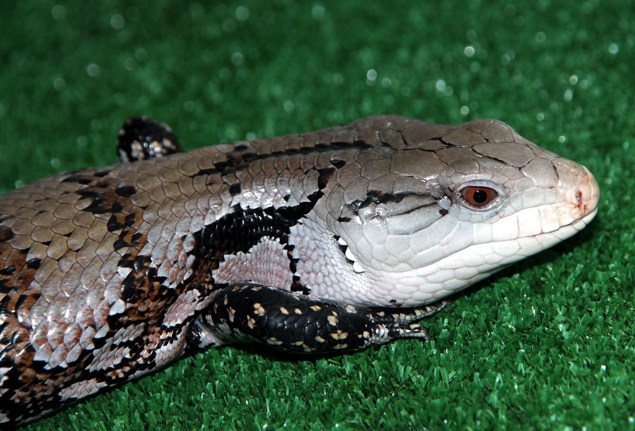 Image - cineasti skink tiliqua lizard