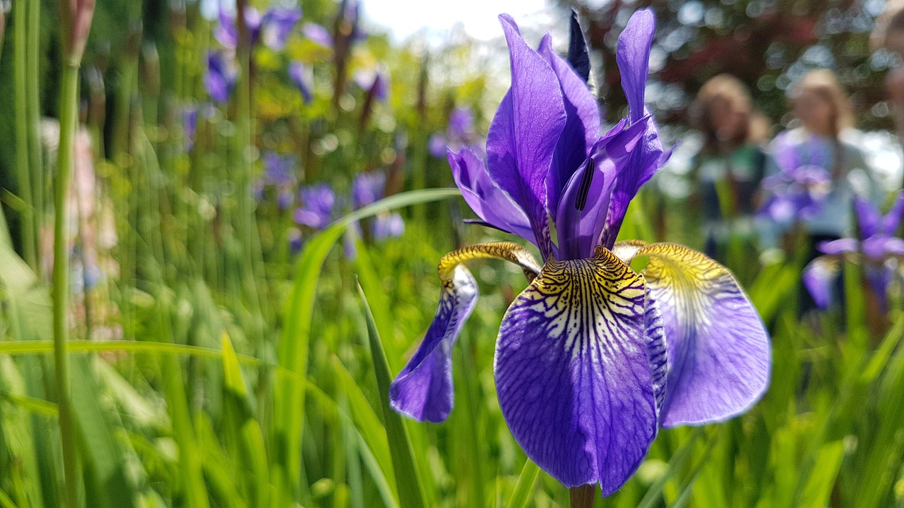 Image - flower iris meadow blue blossom