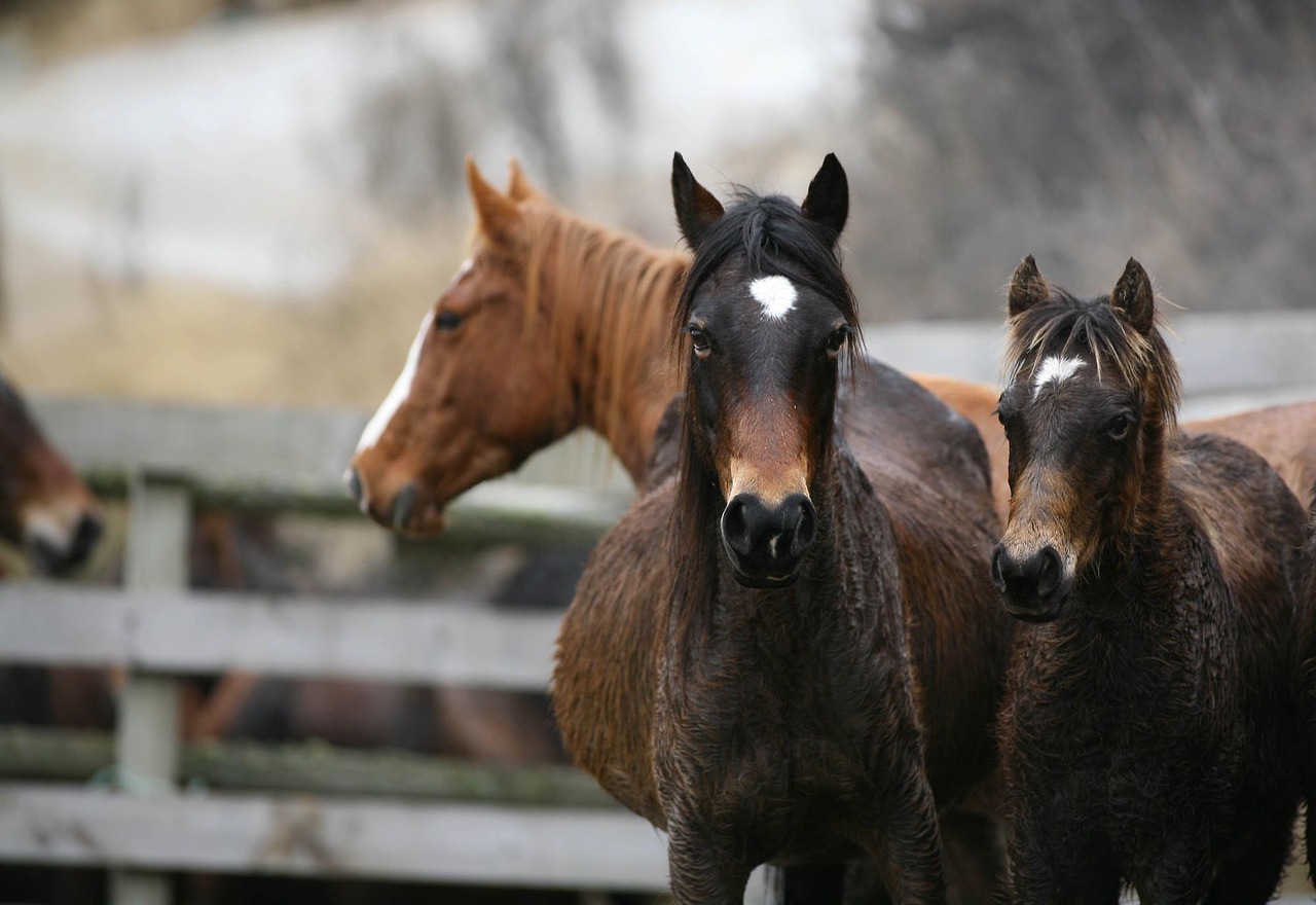 Image - three amazing horses