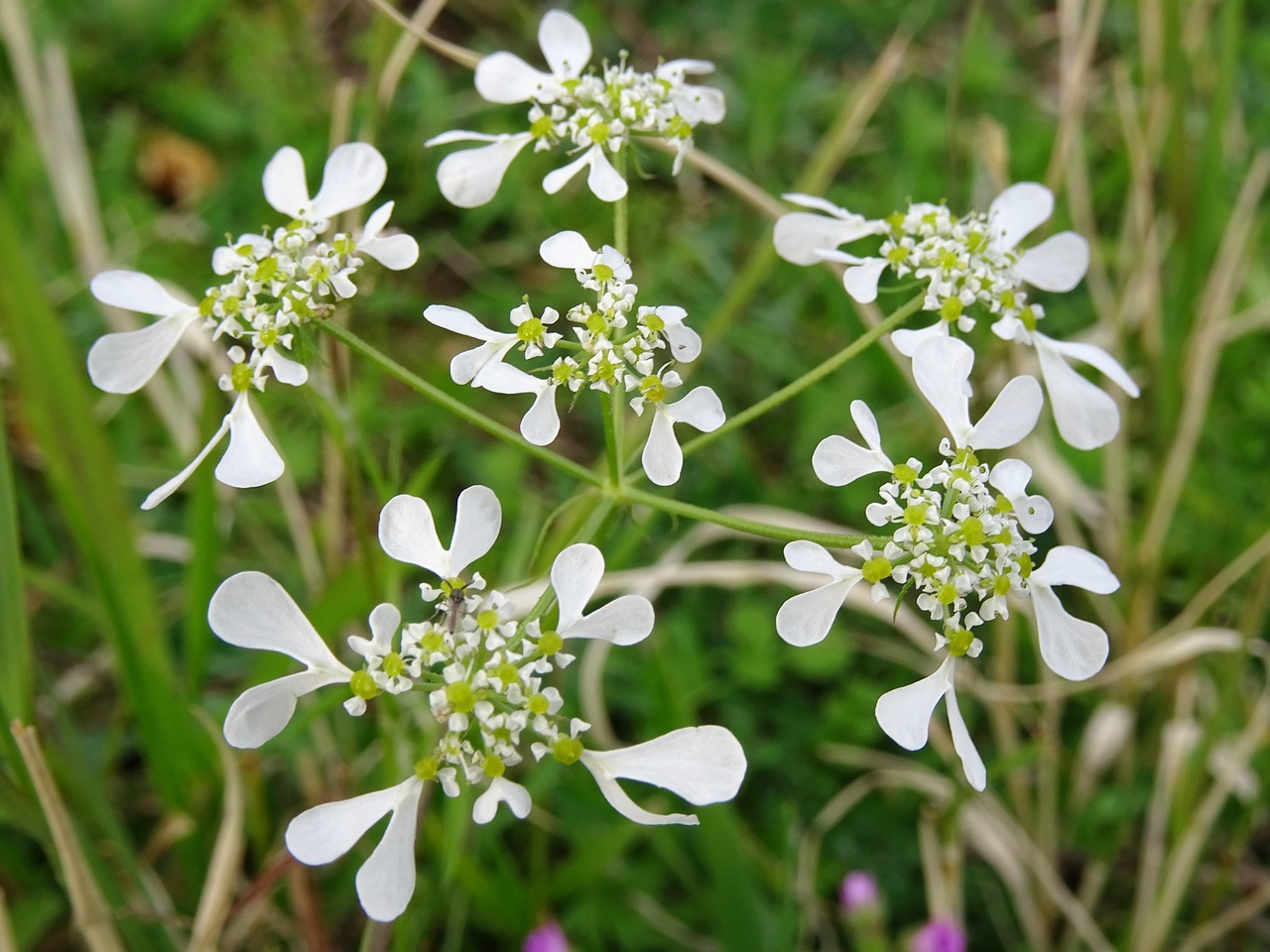 Image - weeds nature flowers anthi flower