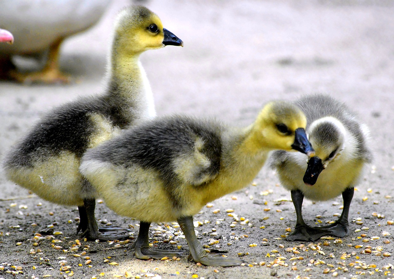 Image - chicks fluffy yellow black plumage