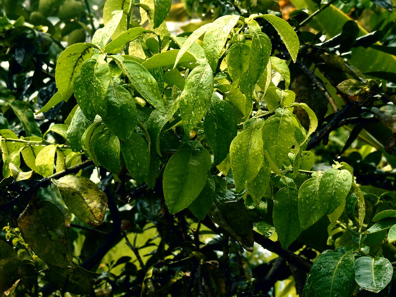 Image - rain leaf drops of water landscape