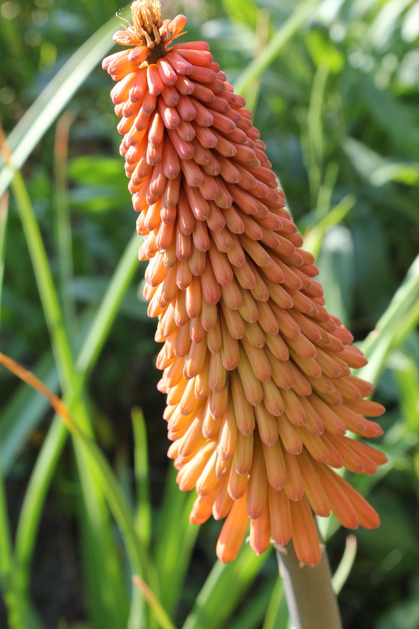 Image - kniphofia red hot poker flower