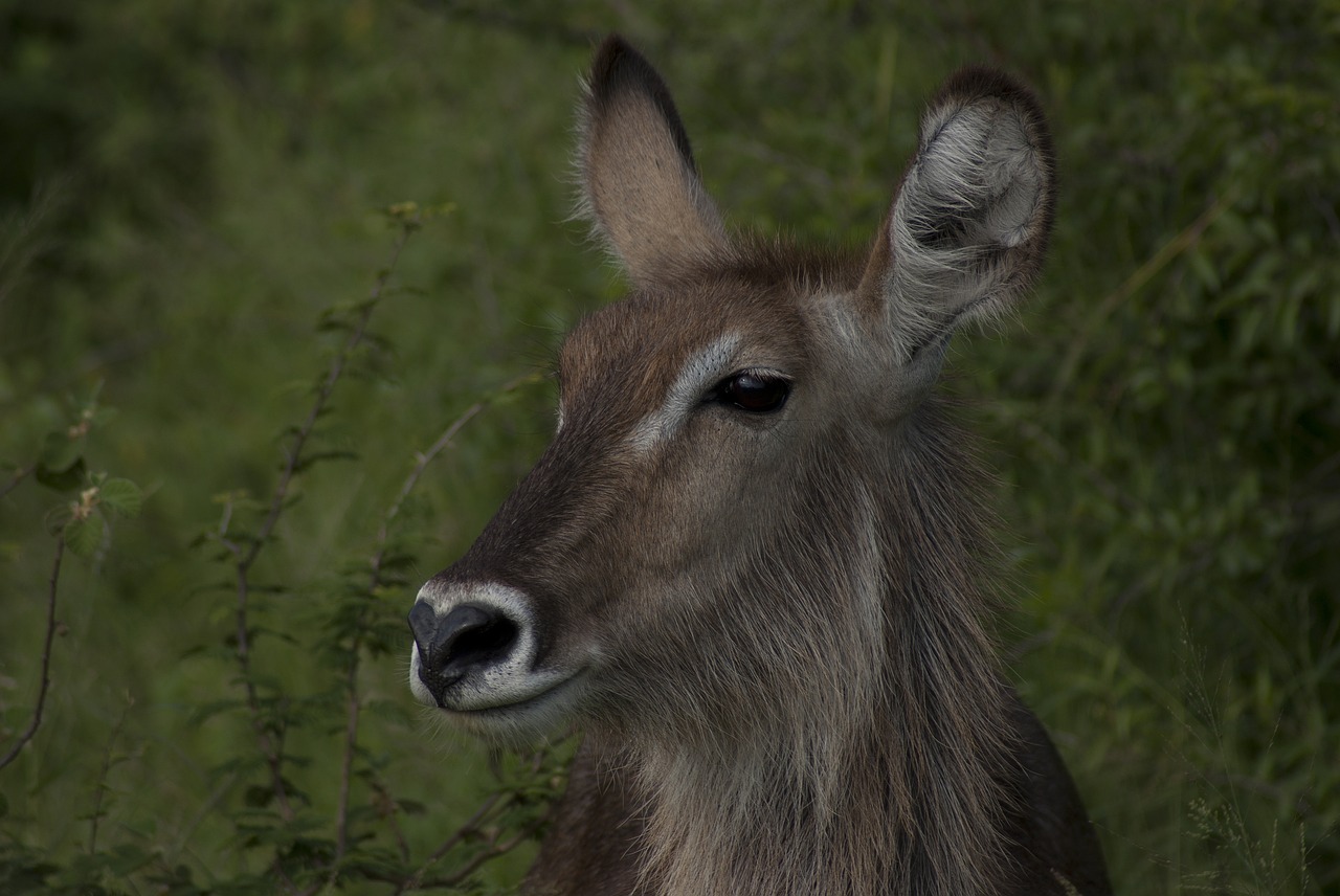 Image - buck waterbuck herbivore