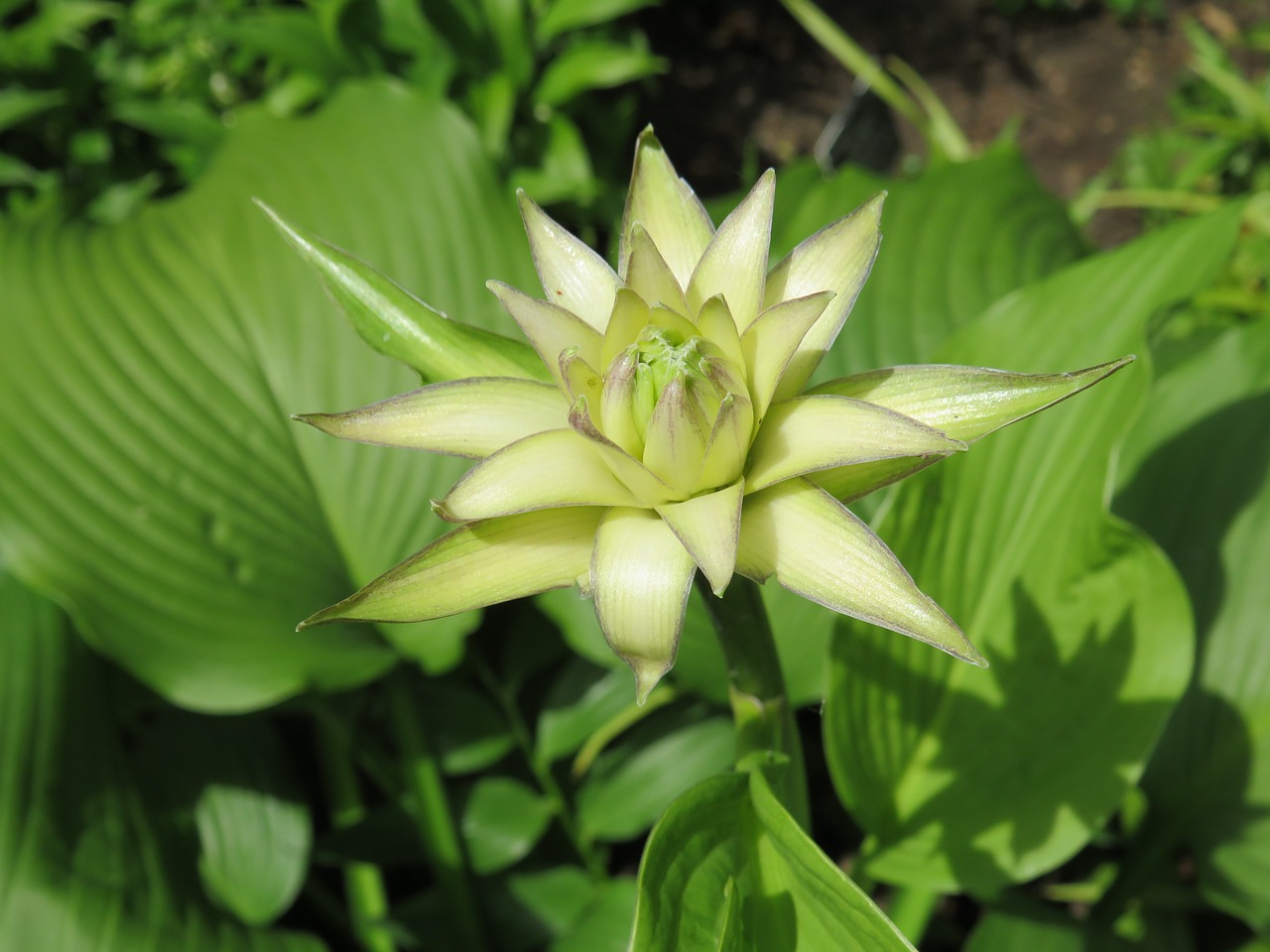 Image - green flower spiky leaf foliage