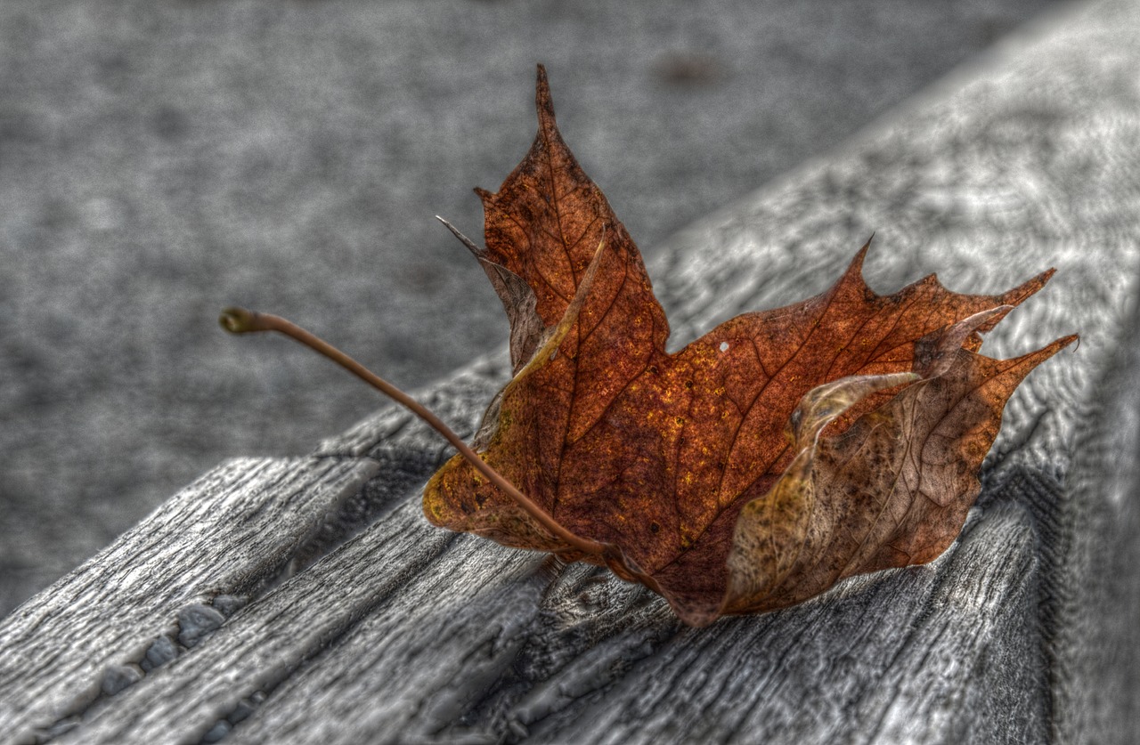 Image - maple leaf hdr autumn nature