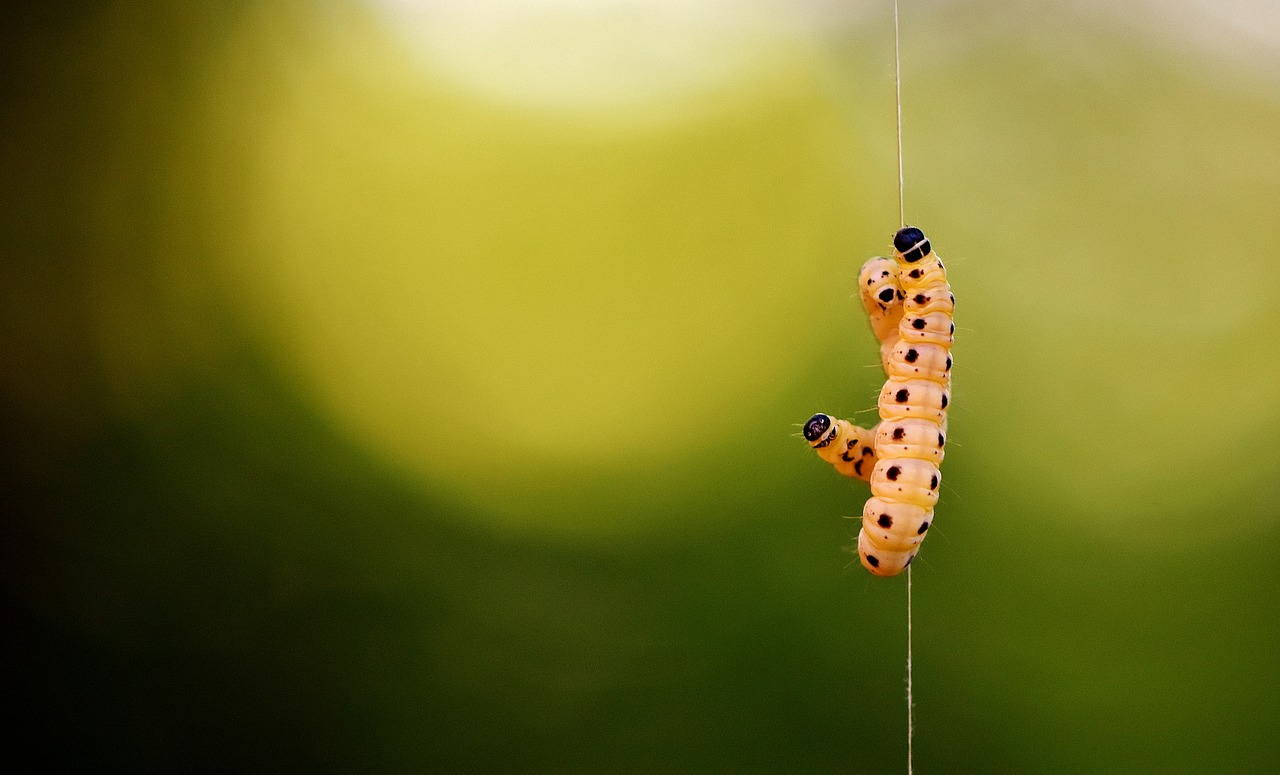 Image - larva wax moth galleriinae