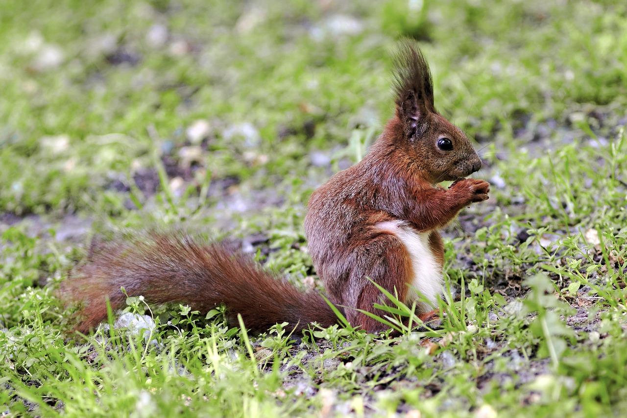 Image - the squirrel nature park grass