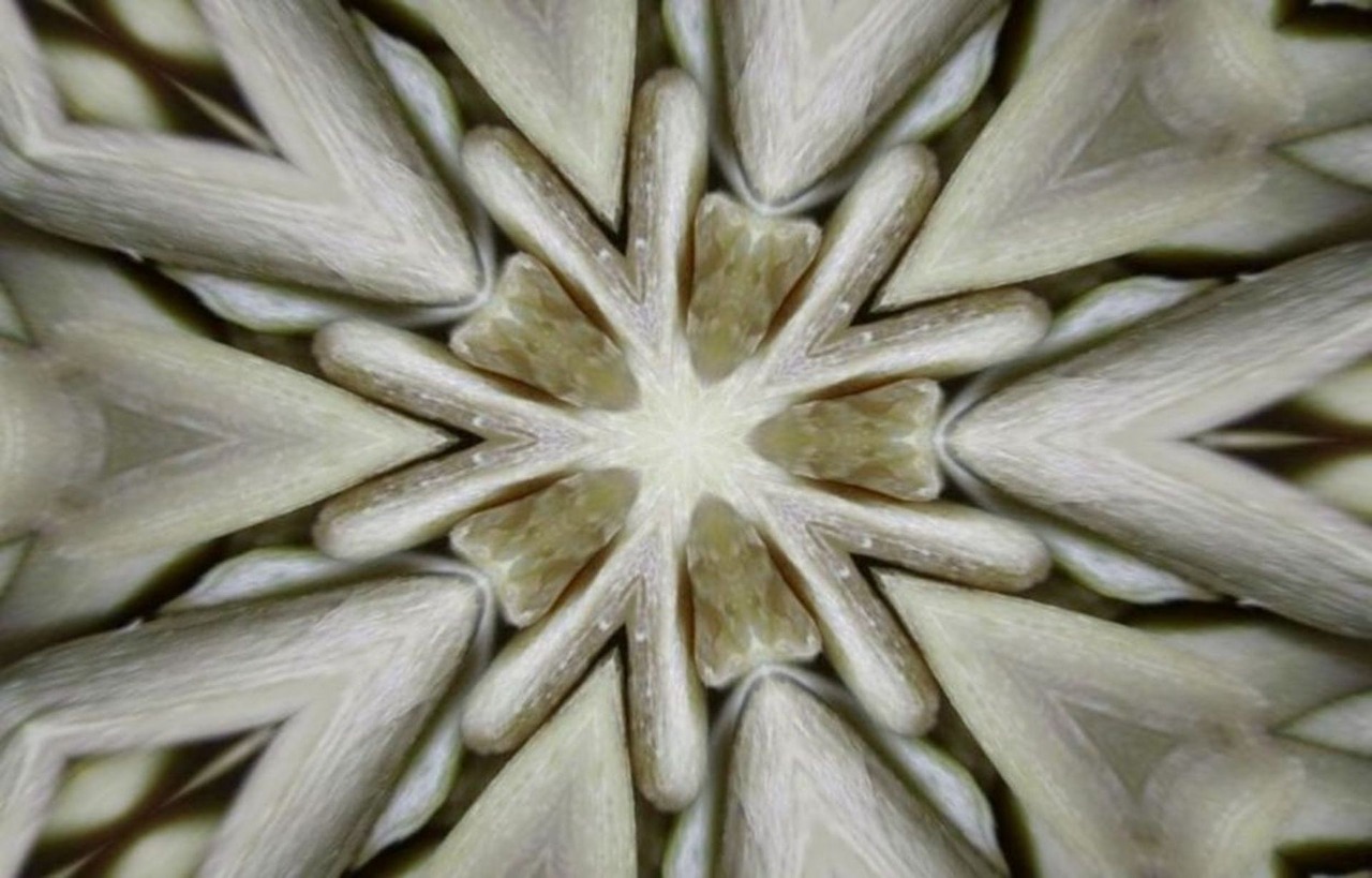 Image - sunflower symmetry kaleidoscope art