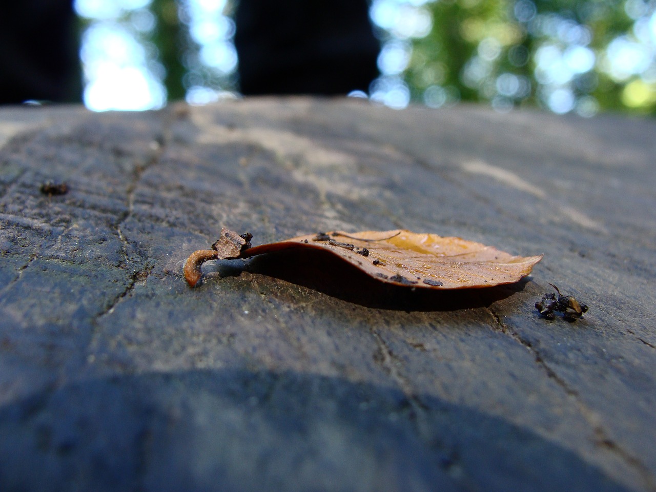 Image - dry leaf tree trunk brown forest