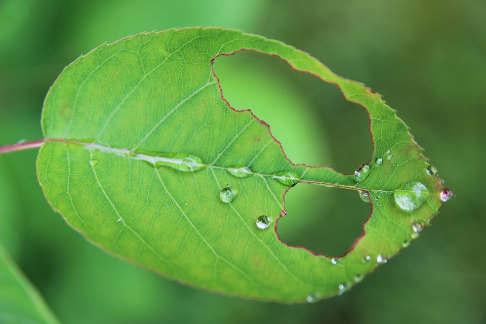 Image - leaf nature foliage plant green