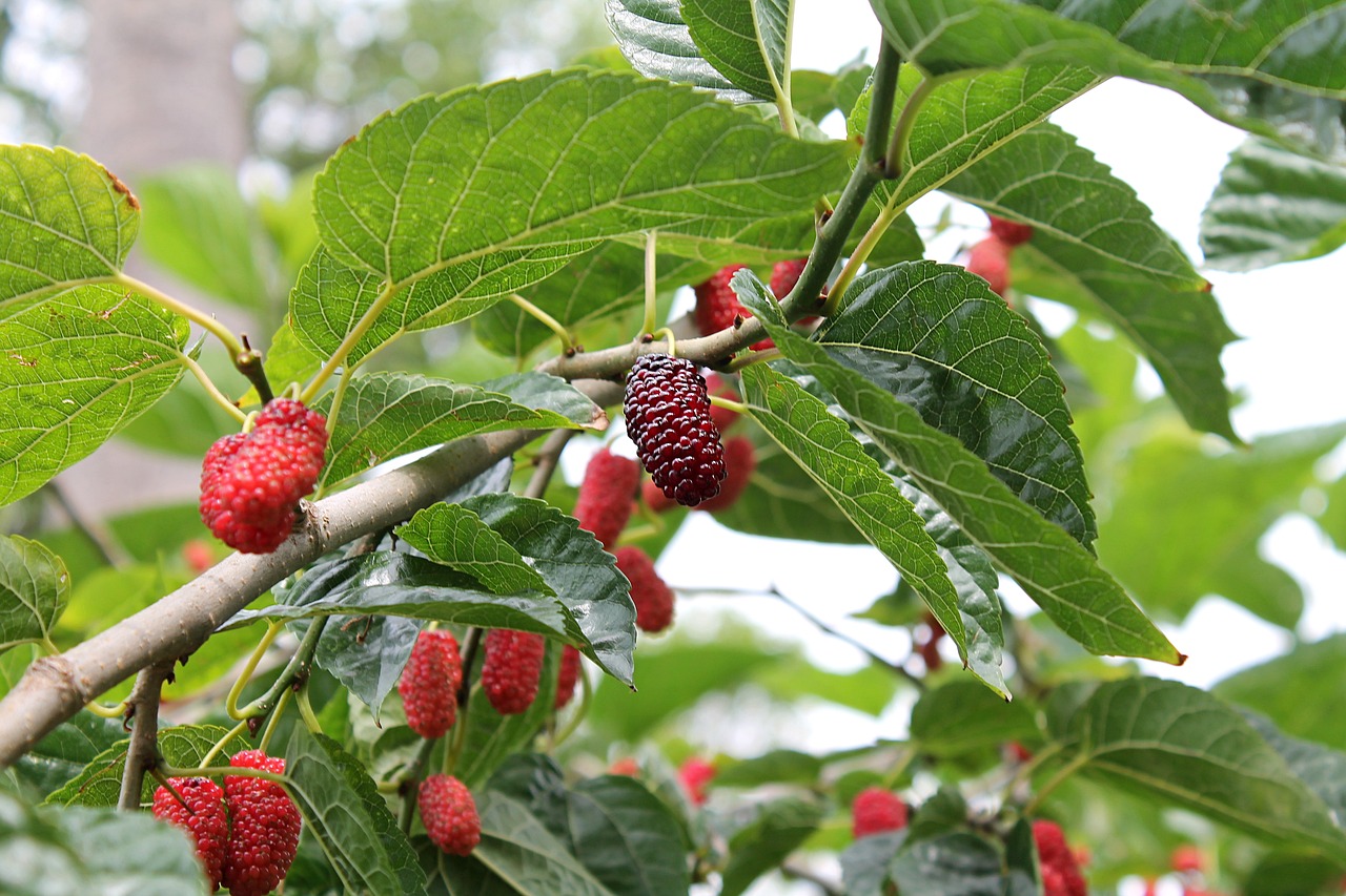 Image - mulberry mulberry red mulberry tree