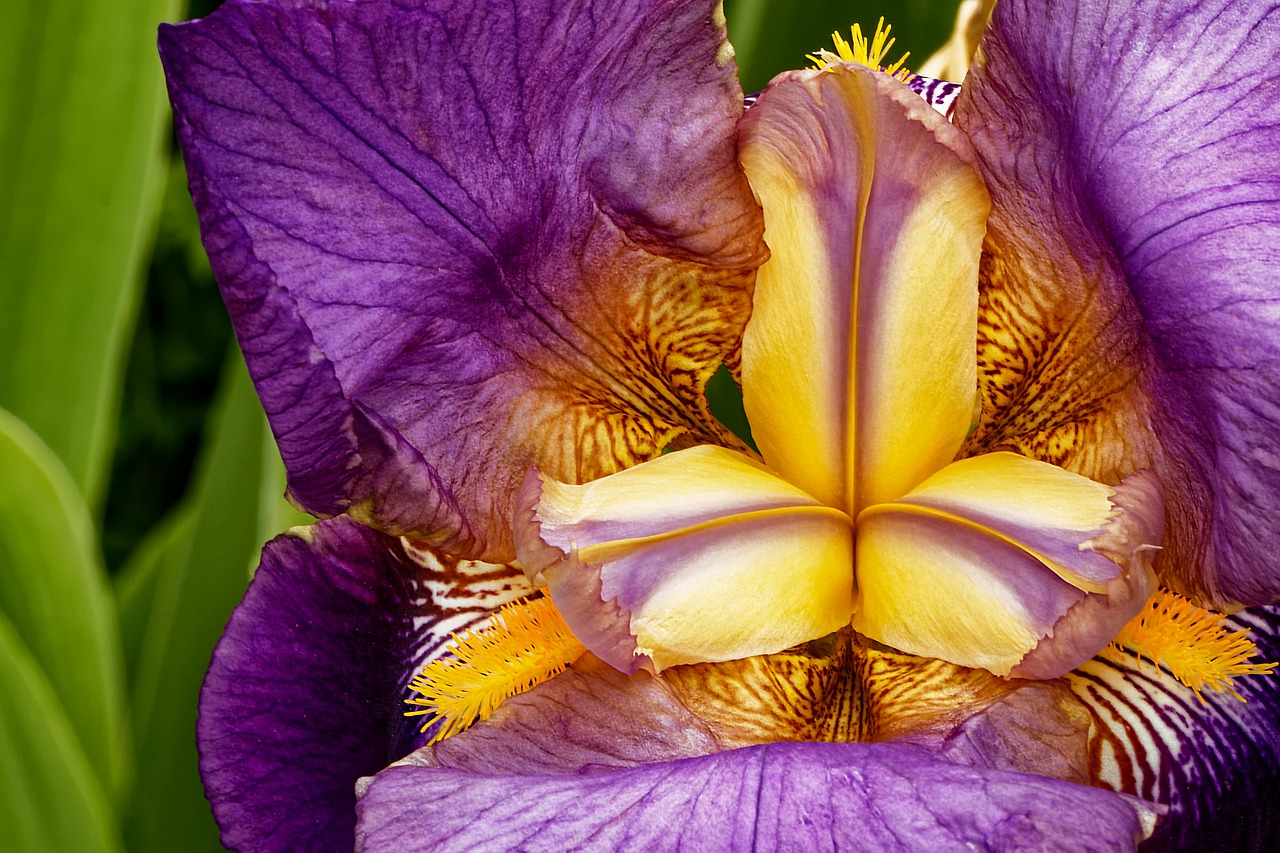 Image - iris blossom bloom flower blue