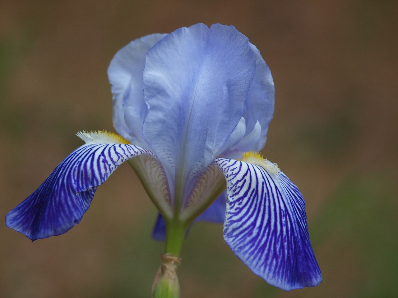 Image - iris lily flower blossom bloom