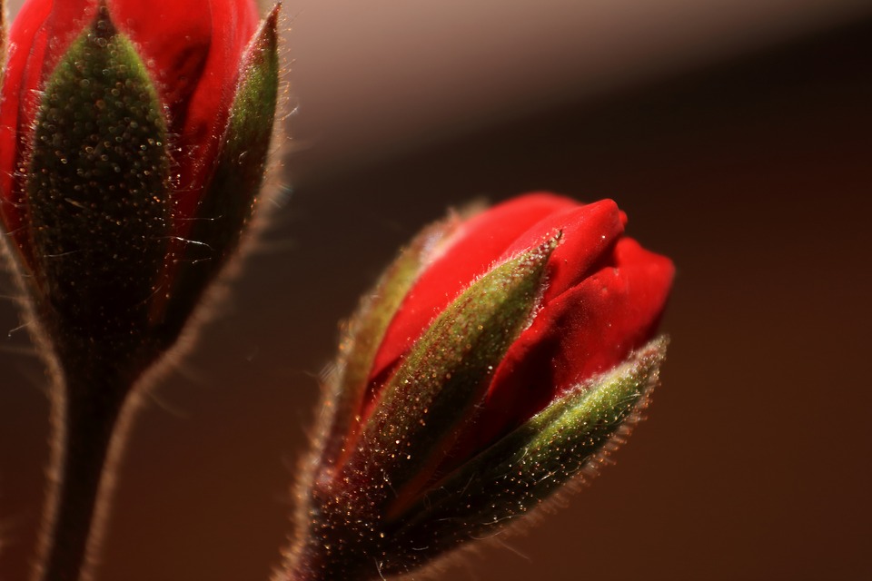 Image - macro photography flower blossom