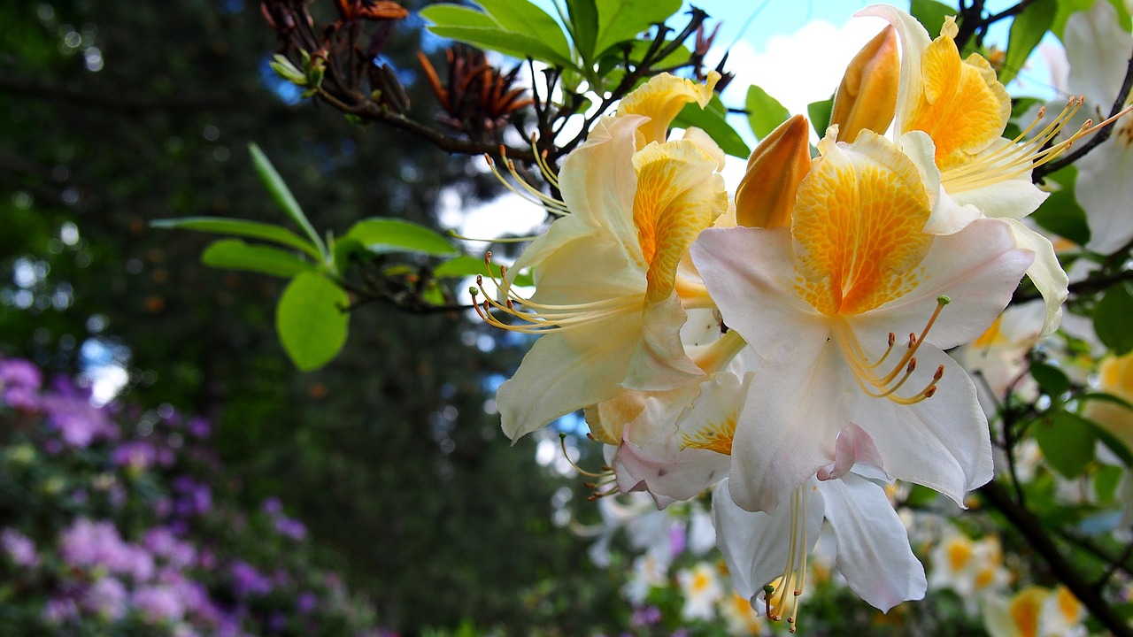 Image - azalea flower rhododendron macro