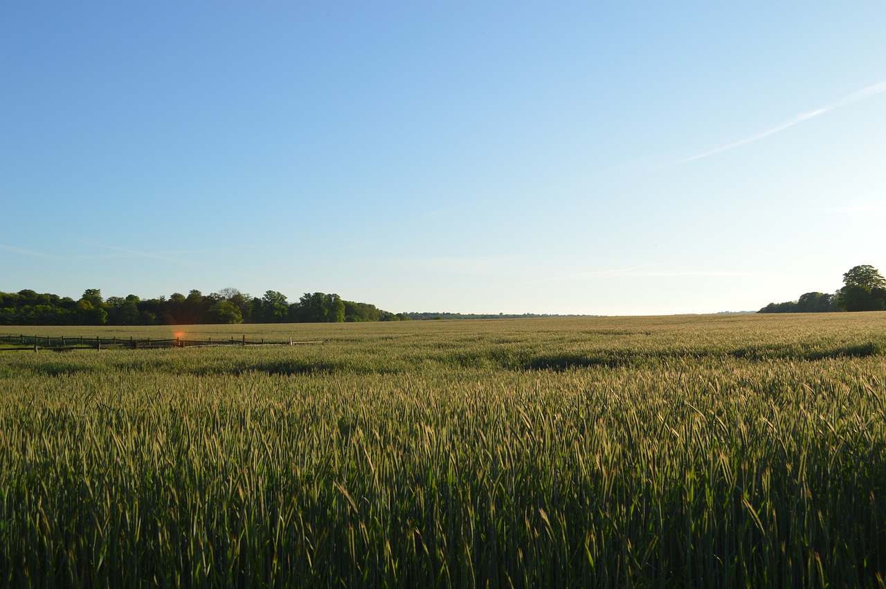 Image - mark horizon wheat sky natural