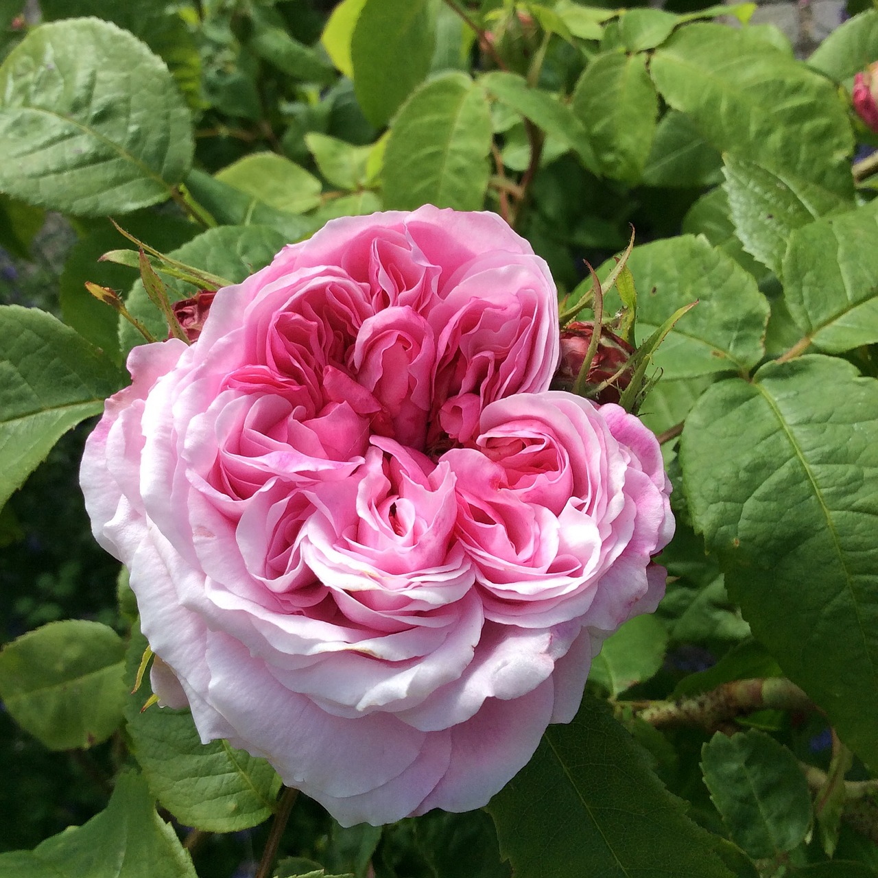 Image - rose pink pink flower summer have