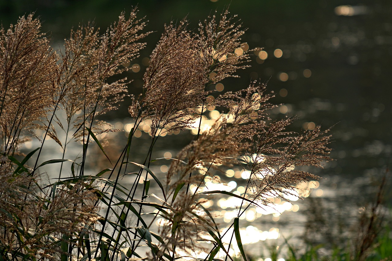 Image - foxtail reed riverside autumn pool