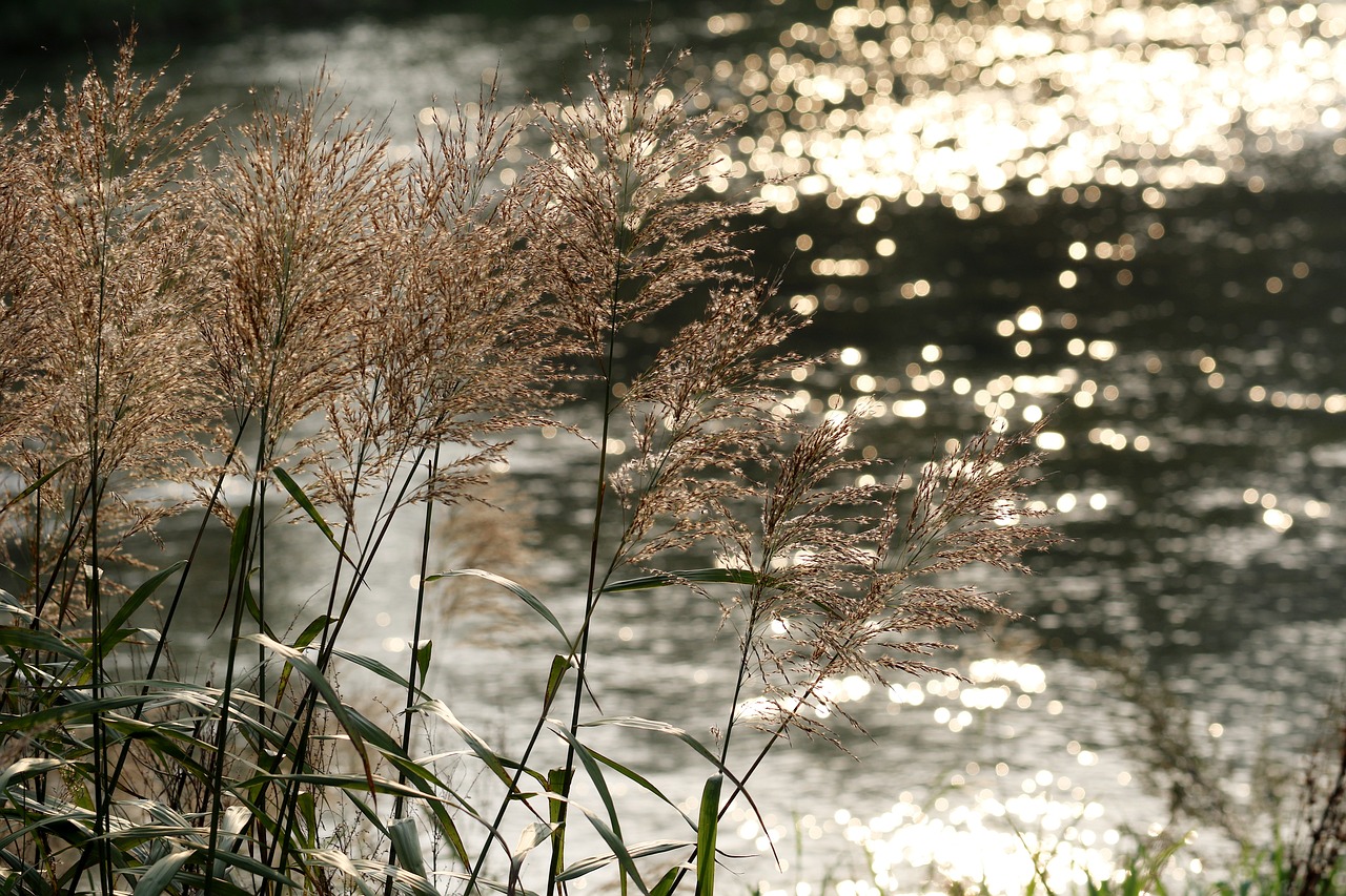 Image - foxtail reed riverside autumn pool