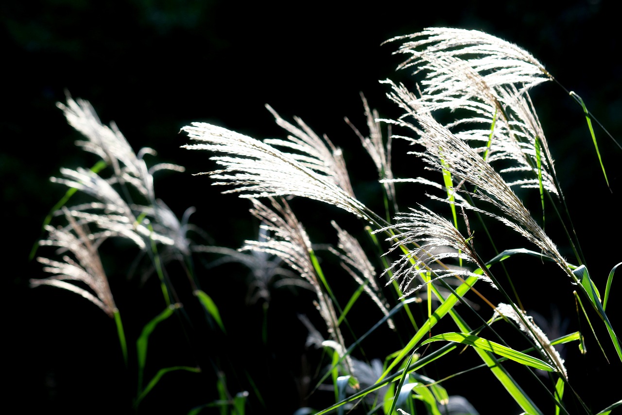 Image - reed riverside autumn pool break