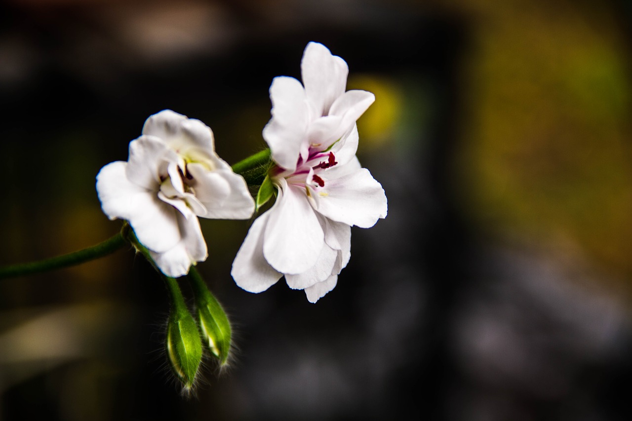 Image - flowers white natura nature garden
