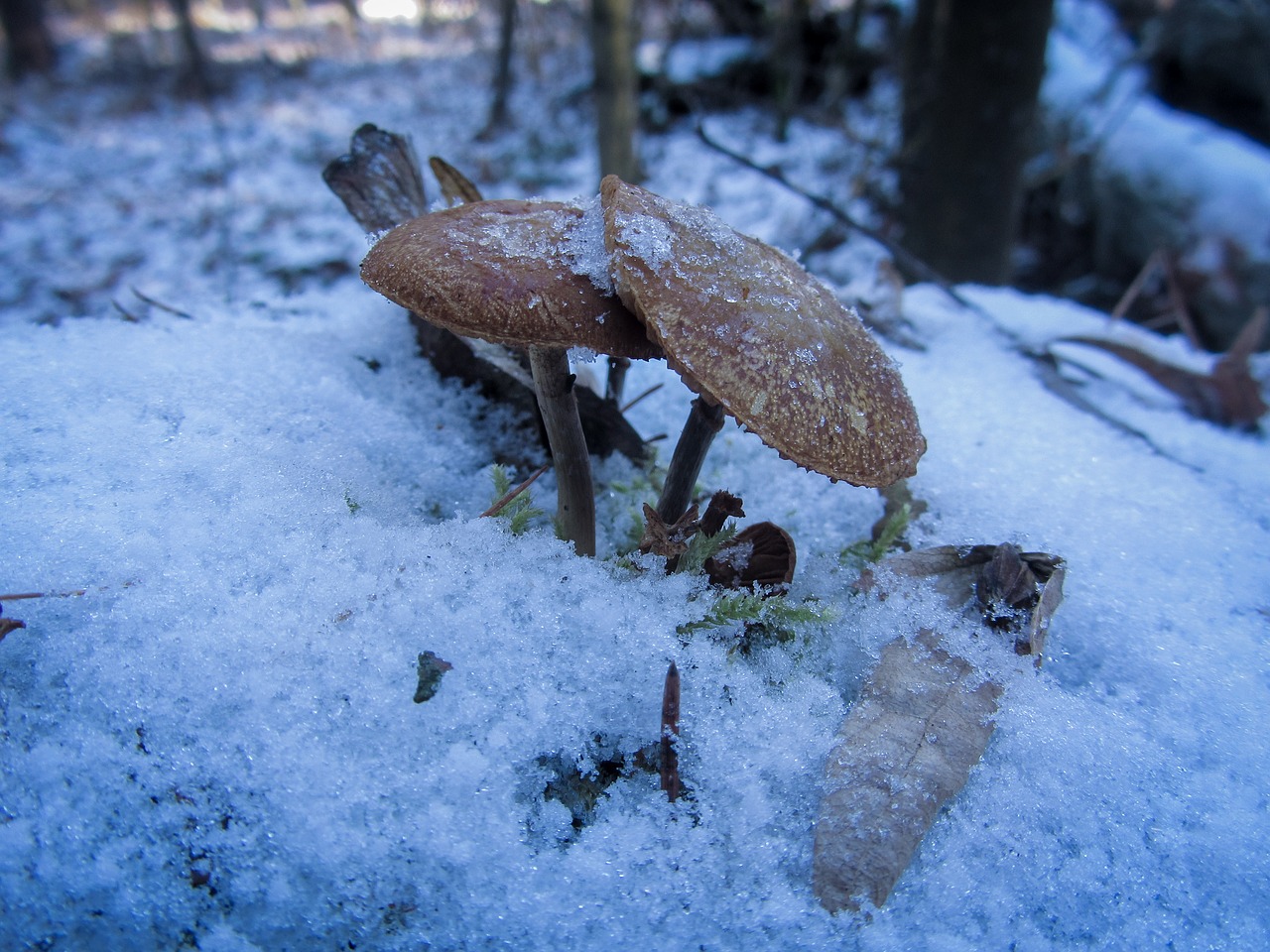 Image - mushroom ice snow winter cold