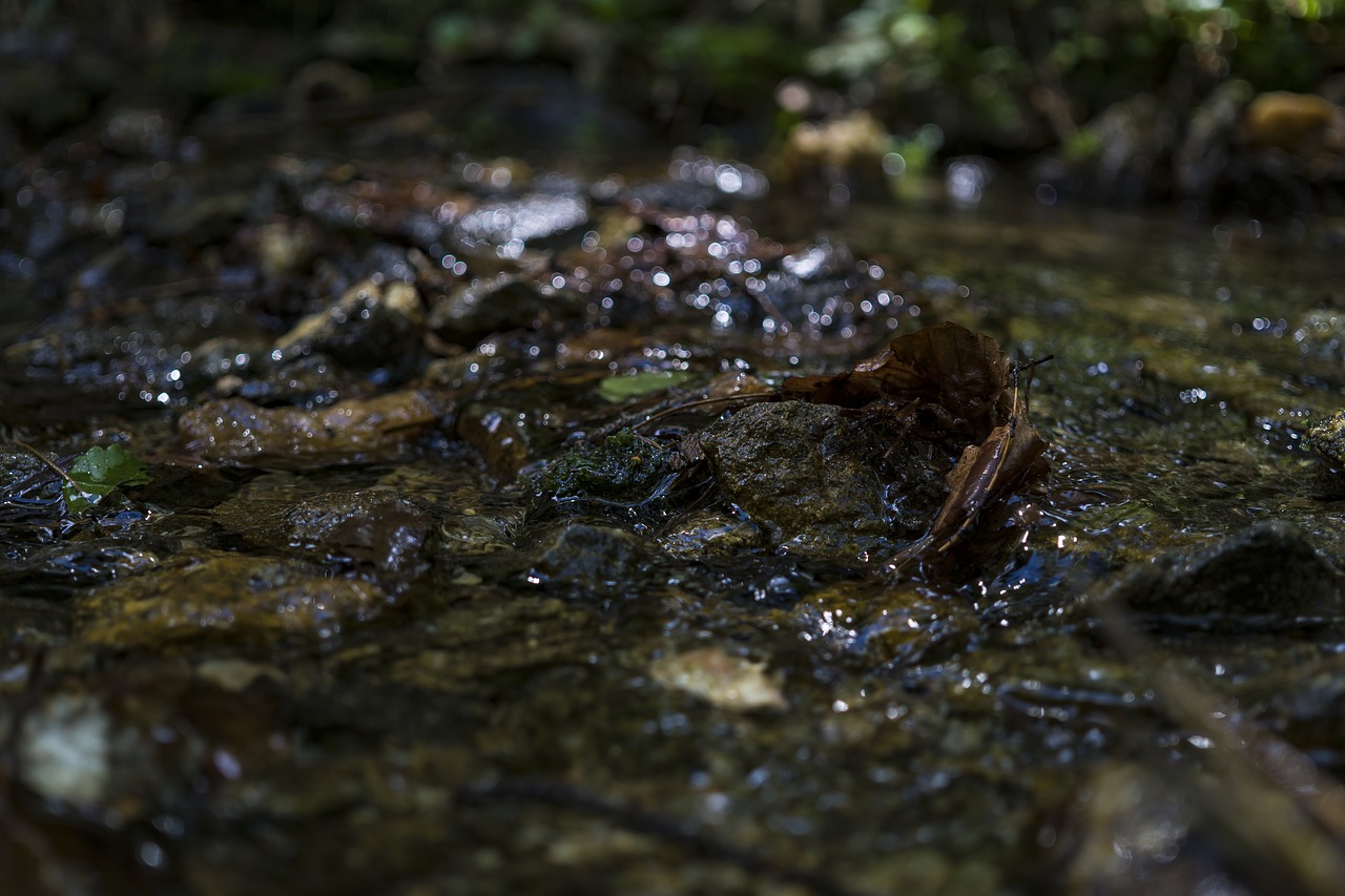 Image - river water nature lake forest