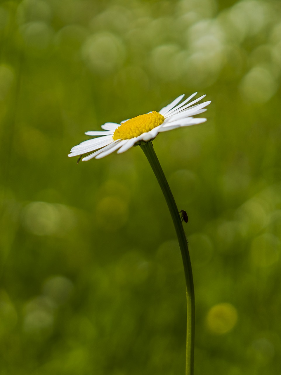 Image - marguerite bokeh plant flower