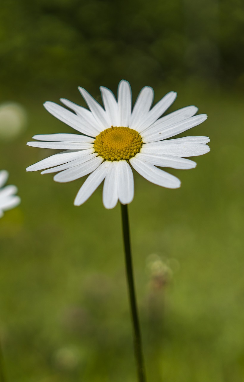 Image - marguerite bokeh plant flower