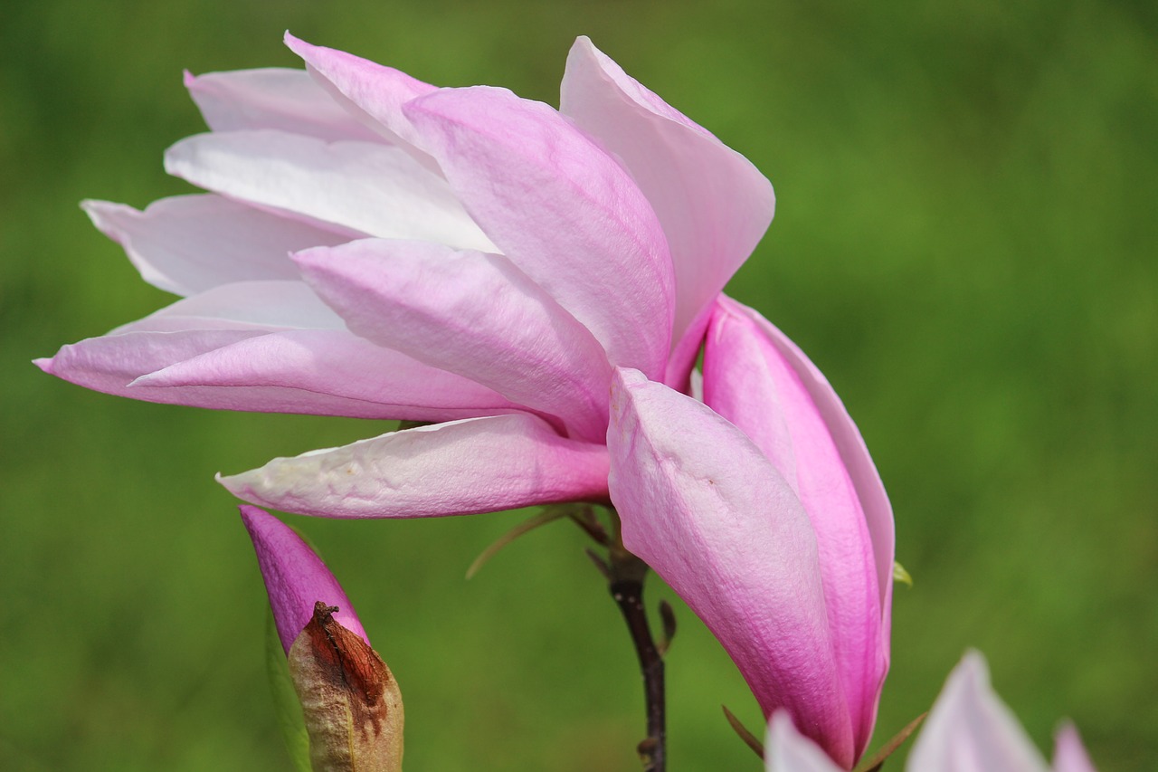 Image - red magnolia blossom bloom