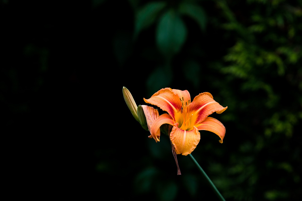 Image - lily blossom bloom orange nature