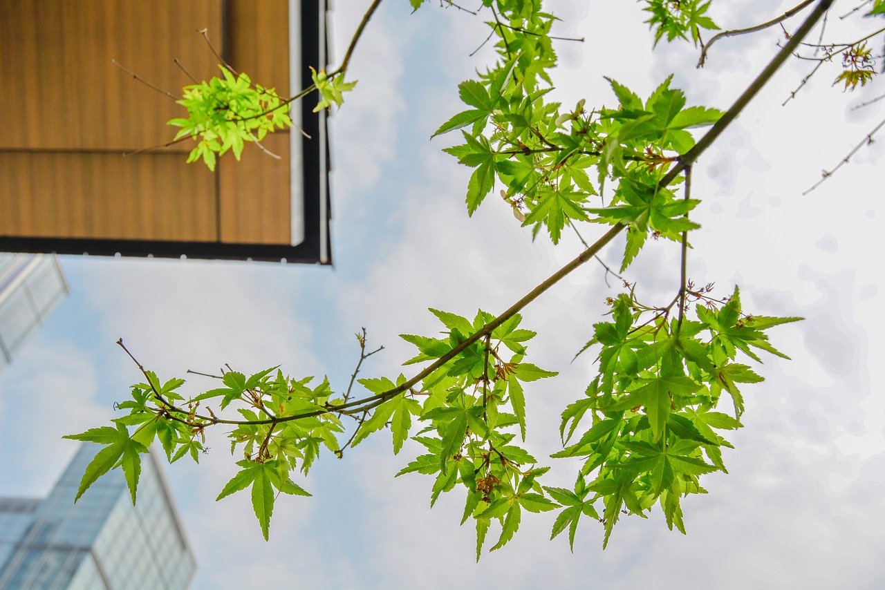 Image - green maple look up