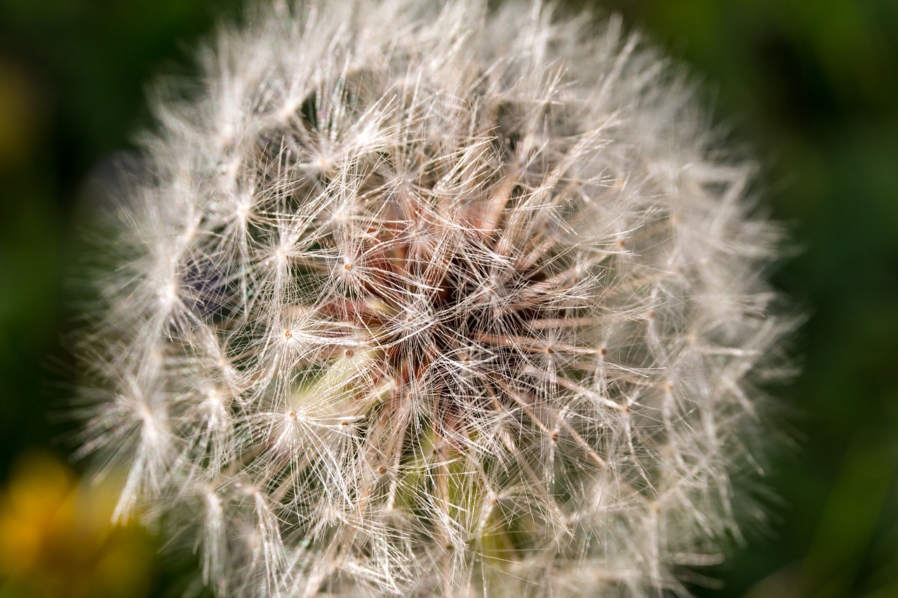Image - dandelion macro close seeds nature